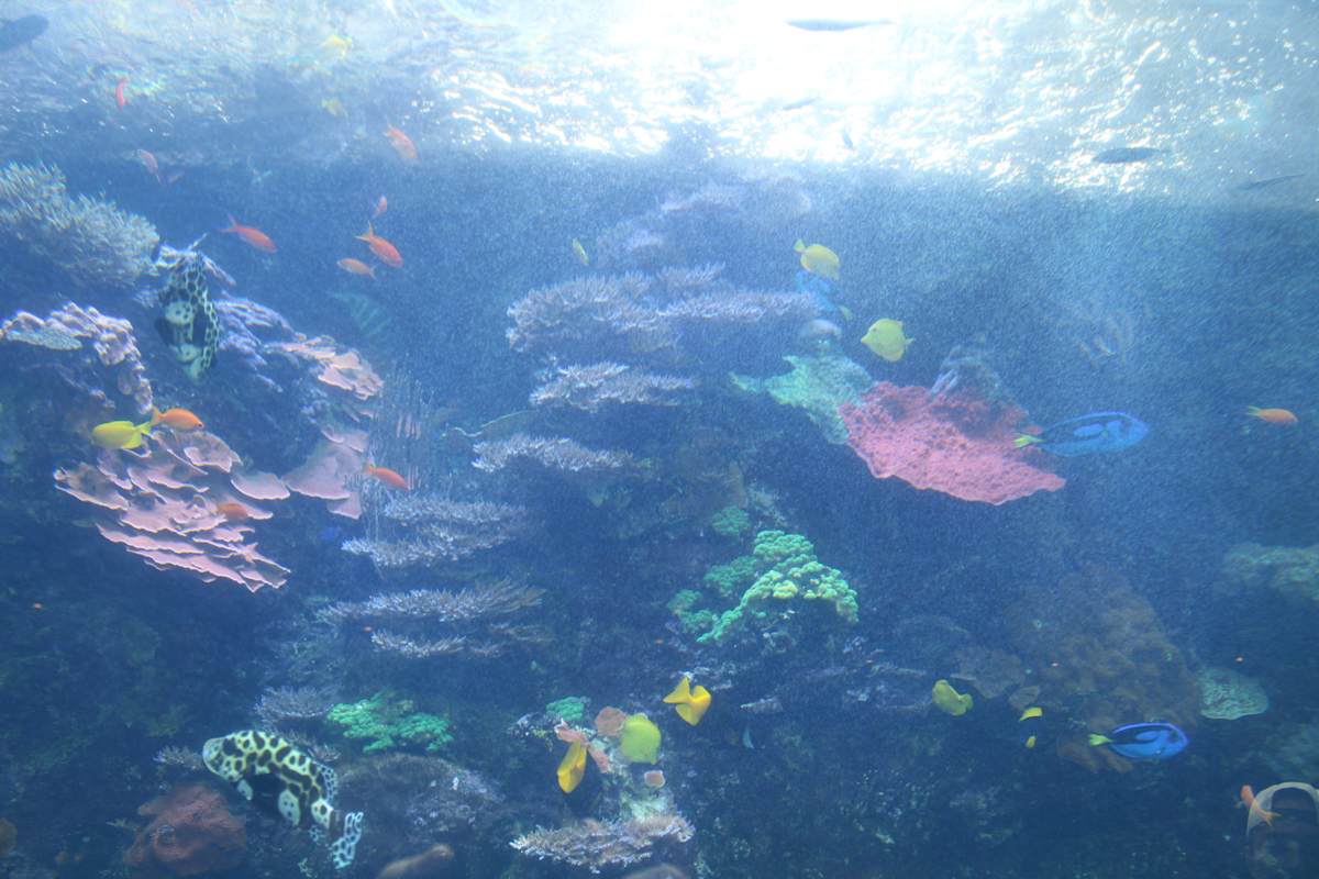 Georgia Aquarium Series 2 (unedited photography, limited edition of 3, displayed in a silver frame) by Michael Hanna 