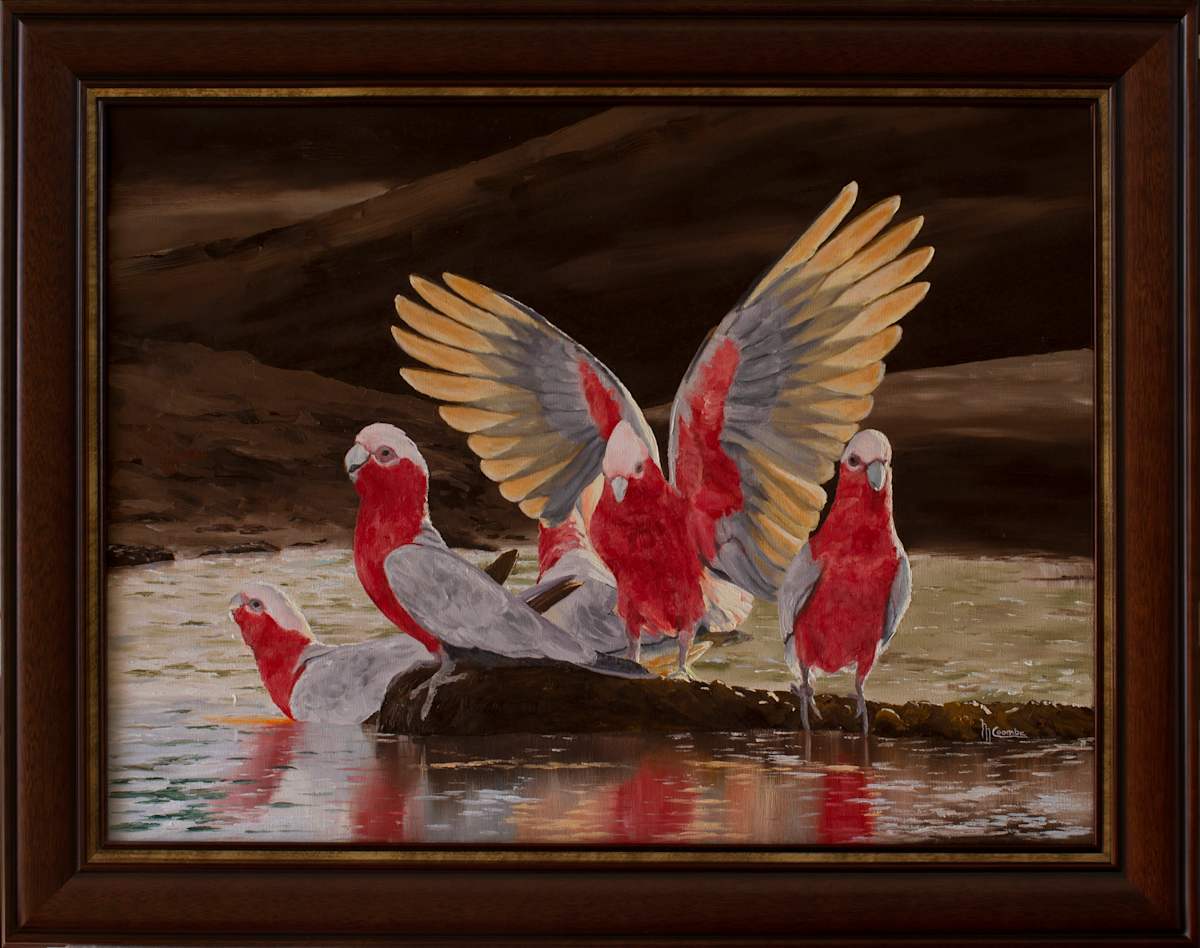 Galahs Drinking by Mark Coombe 