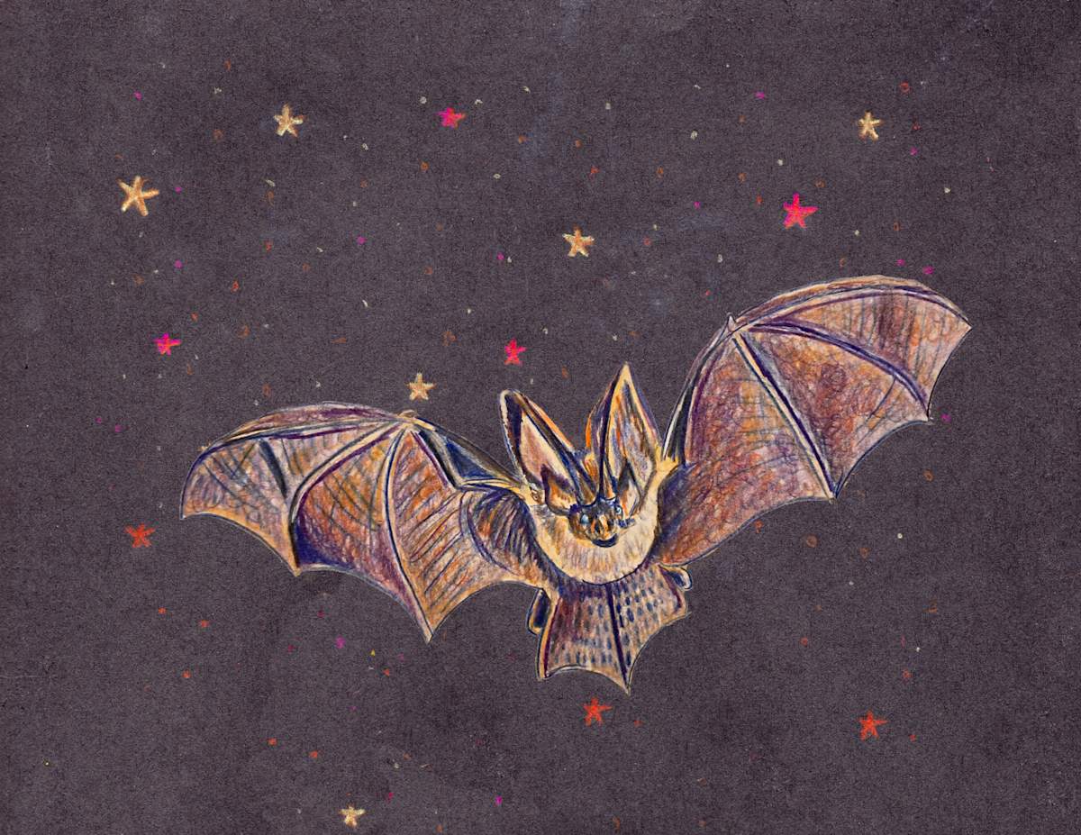 Bat flying across the night by Janet Danforth, Image 1.