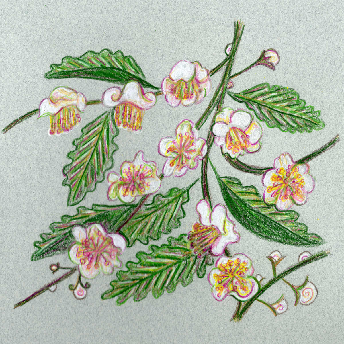 Tea camellia by Janet Danforth 