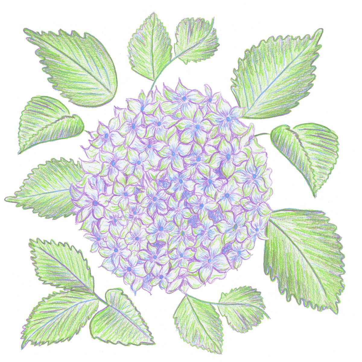 Hydrangea bloom by Janet Danforth, Image 1.