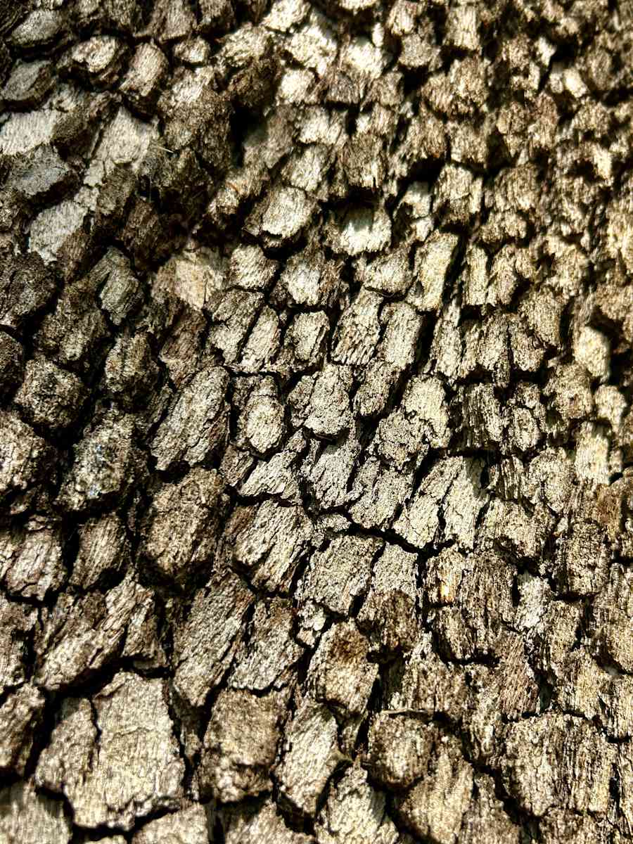 Dragon Skin #5 by Victoria Courtaux, Image 1.
