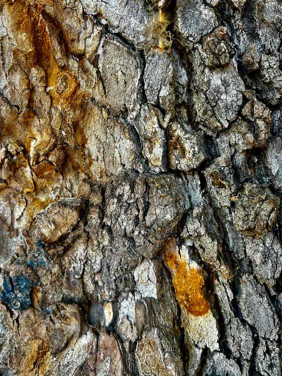 Forest Skin #2 by Victoria Courtaux, Image 16.