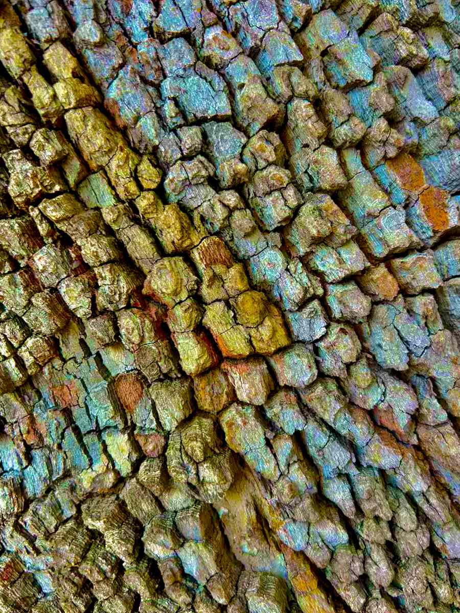 Dragon Skin #3 by Victoria Courtaux, Image 4.
