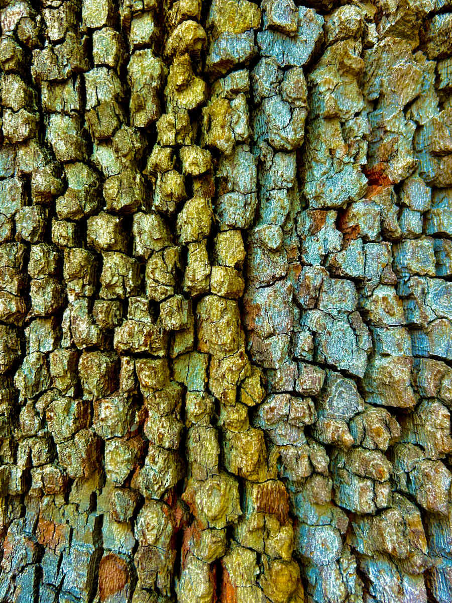 Dragon Skin #1 by Victoria Courtaux, Image 13.