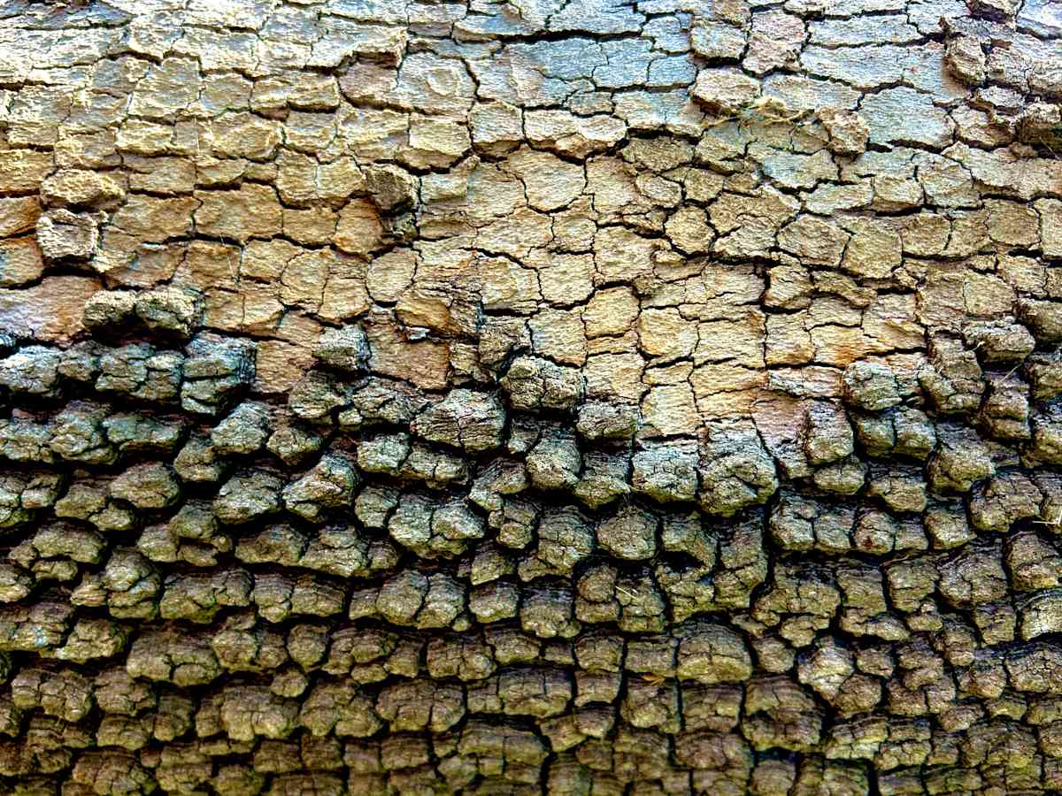 Forest Skin #1 by Victoria Courtaux, Image 17.