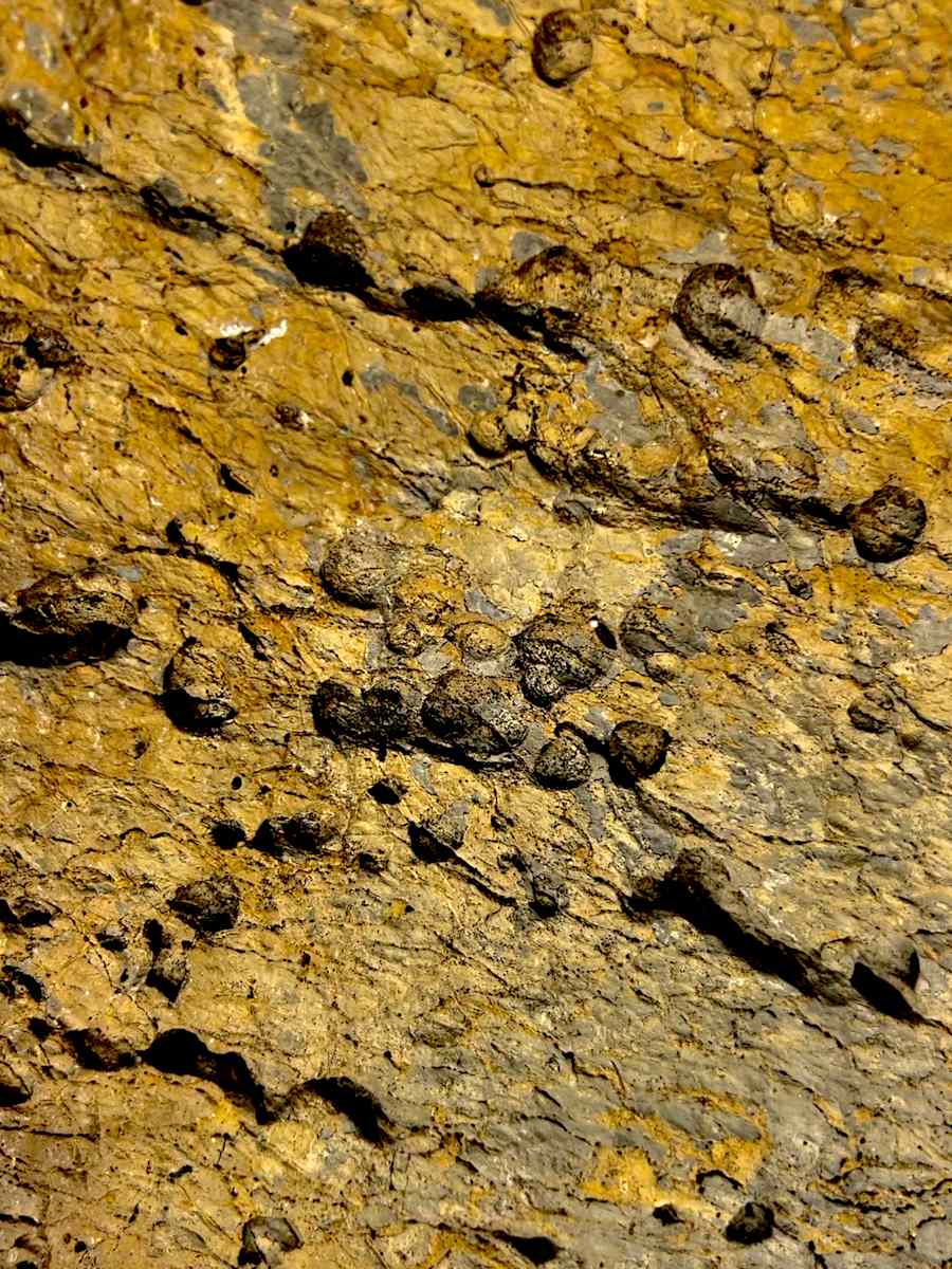 Gold Rush #1 by Victoria Courtaux, Image 10.
