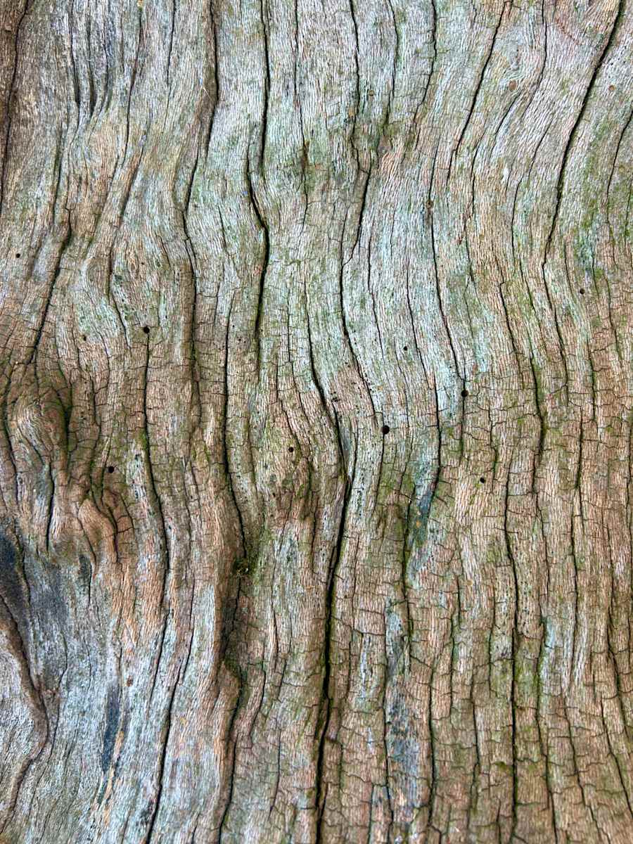 Skin of the Earth #3 by Victoria Courtaux, Image 1.