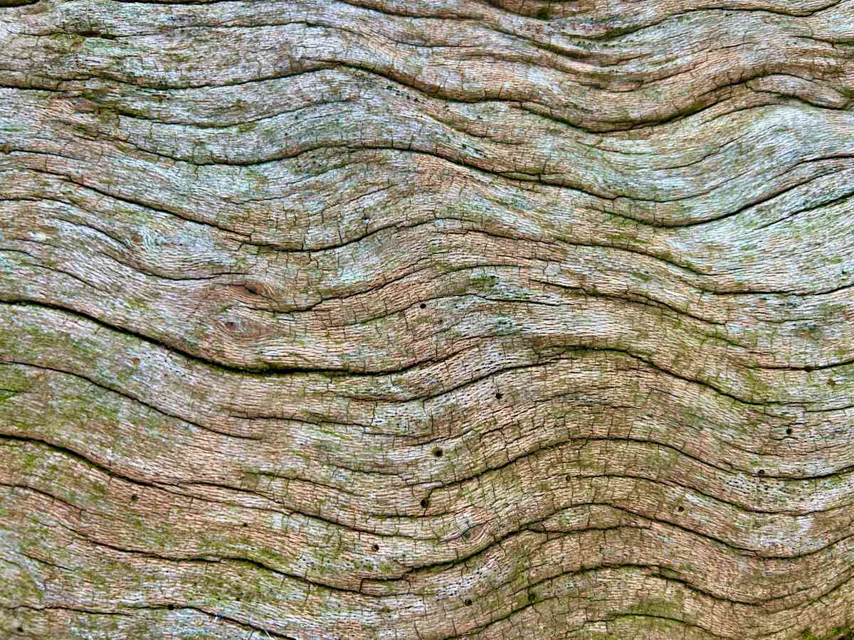 Skin of the Earth #4 by Victoria Courtaux, Image 1.