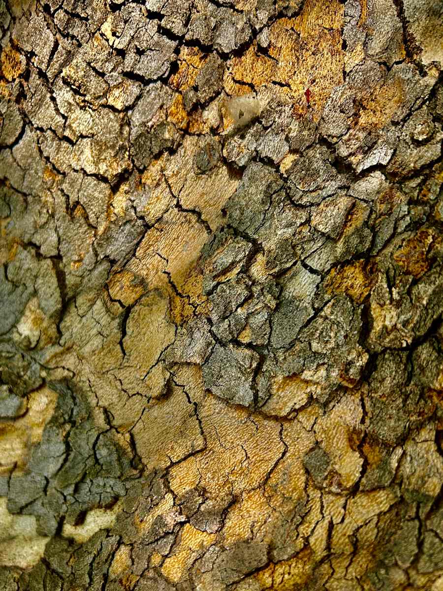 Dragon Skin #6 by Victoria Courtaux, Image 6.