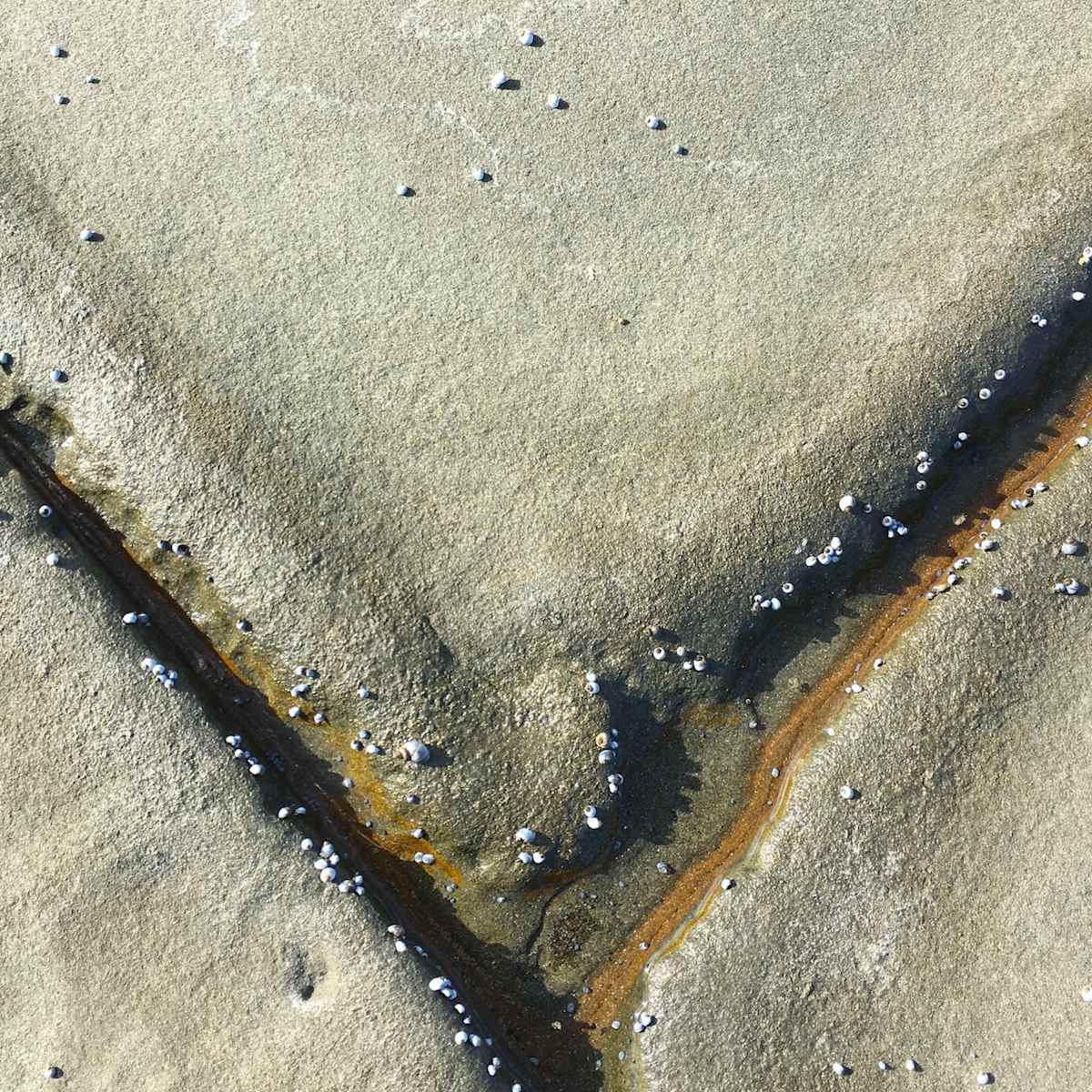 Impossible Shores #1 by Victoria Courtaux, Image 3.