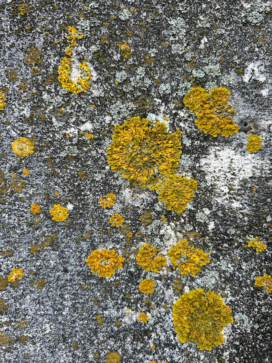 In Bloom by Victoria Courtaux, Image 3.