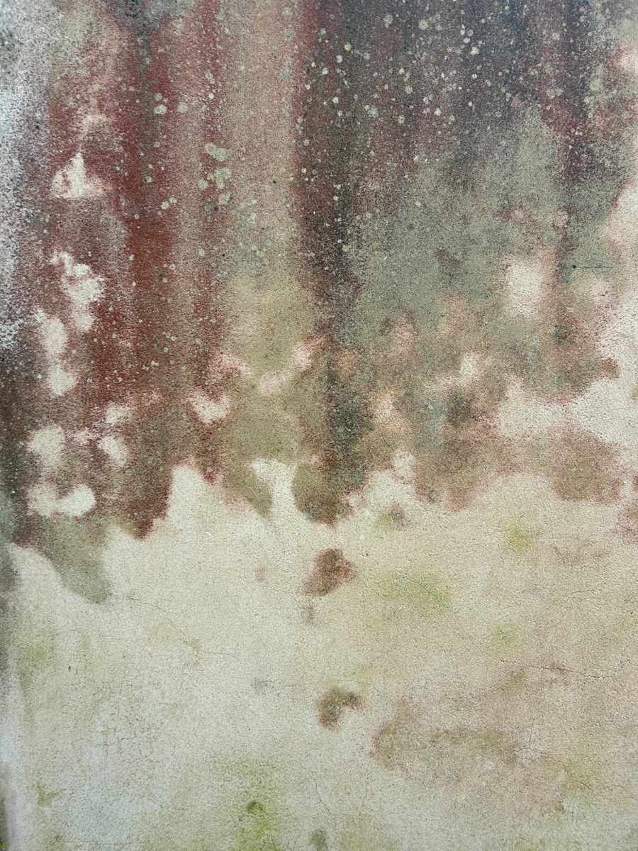 Leafy Shade by Victoria Courtaux, Image 3.