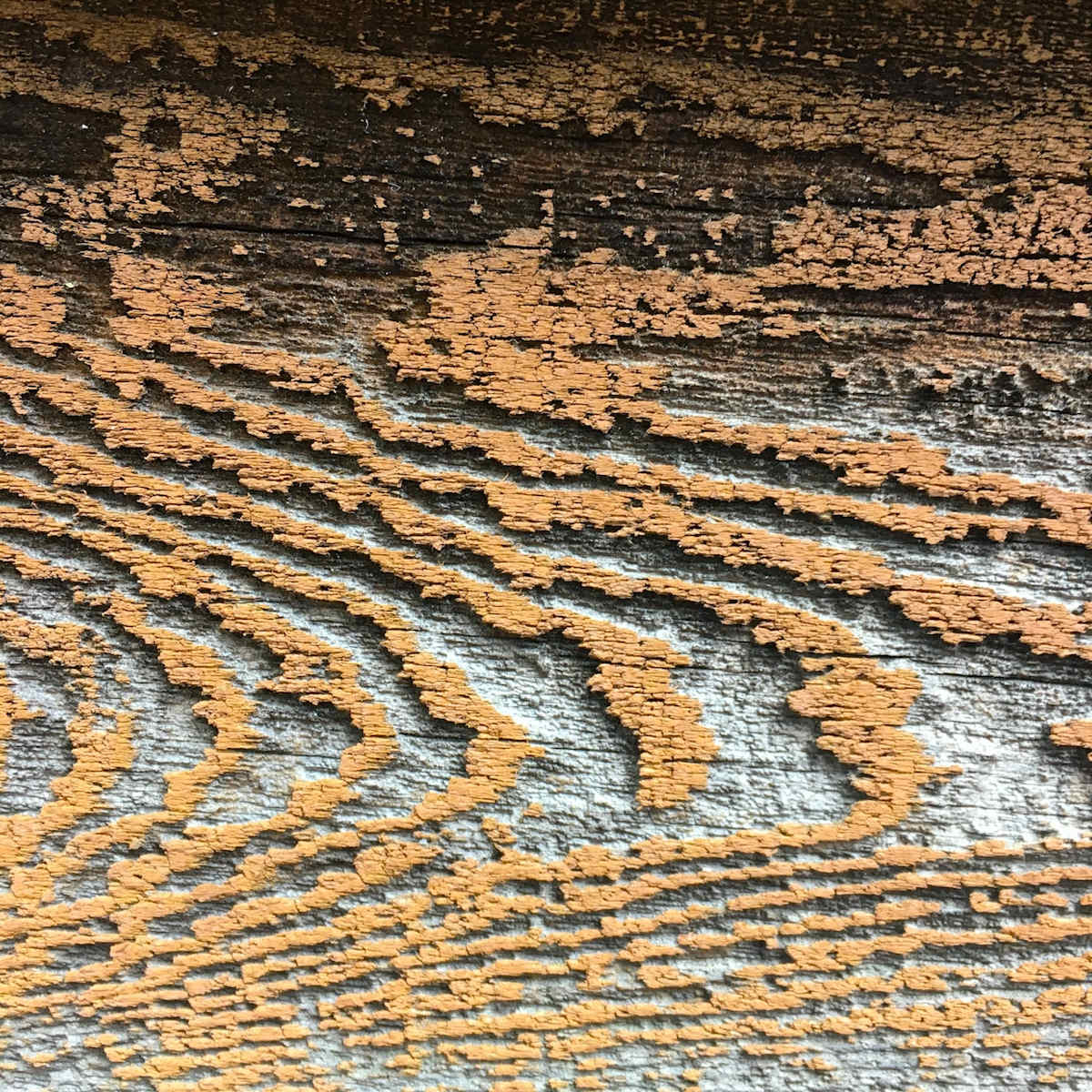 Nature's Songlines #1 by Victoria Courtaux, Image 4.