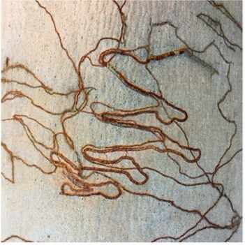 Nature's Songlines #2 by Victoria Courtaux, Image 3.
