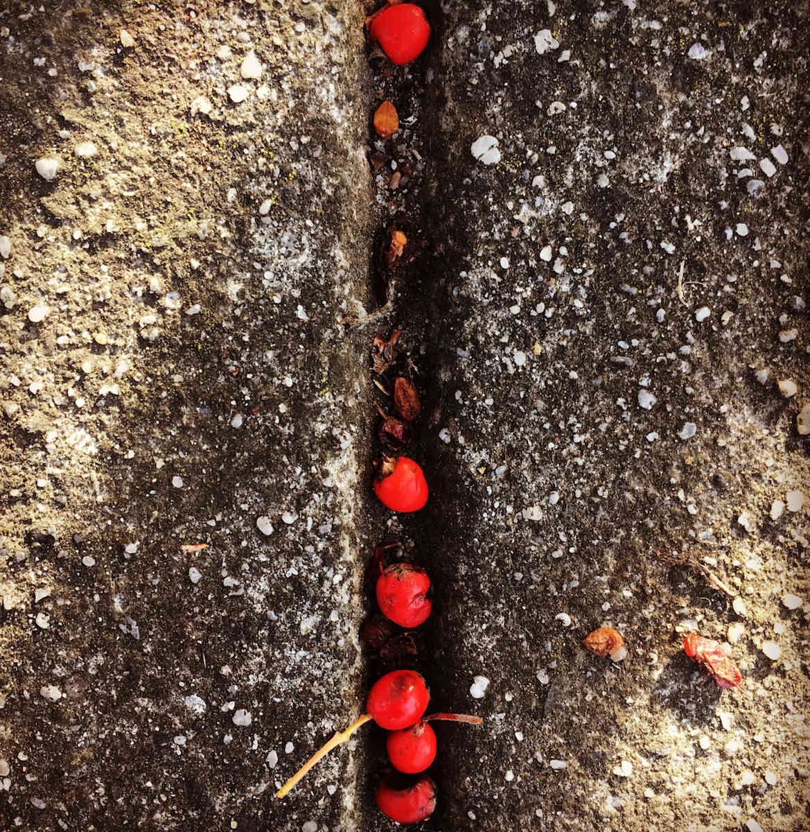Nature's Songlines #3 by Victoria Courtaux, Image 3.