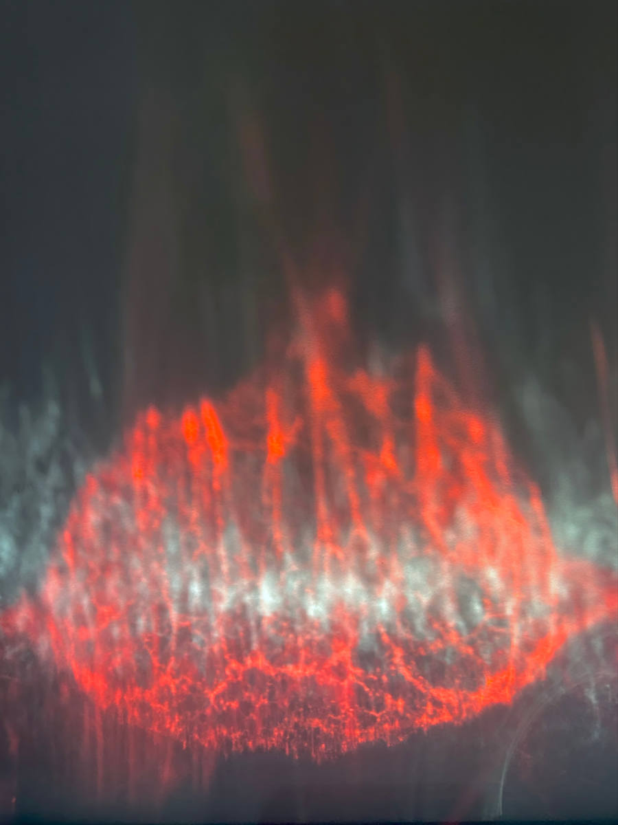 Fear by Victoria Courtaux, Image 1.