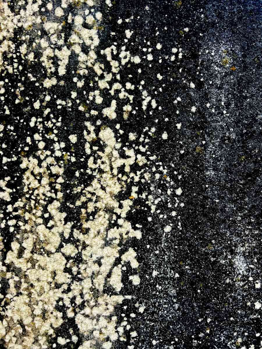 Wild Pelt by Victoria Courtaux, Image 4.