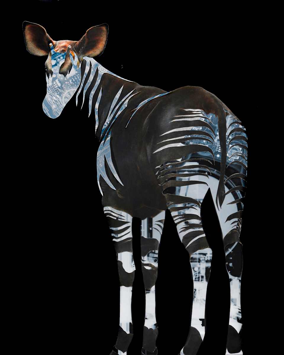 Okapi by Emily Morgan 