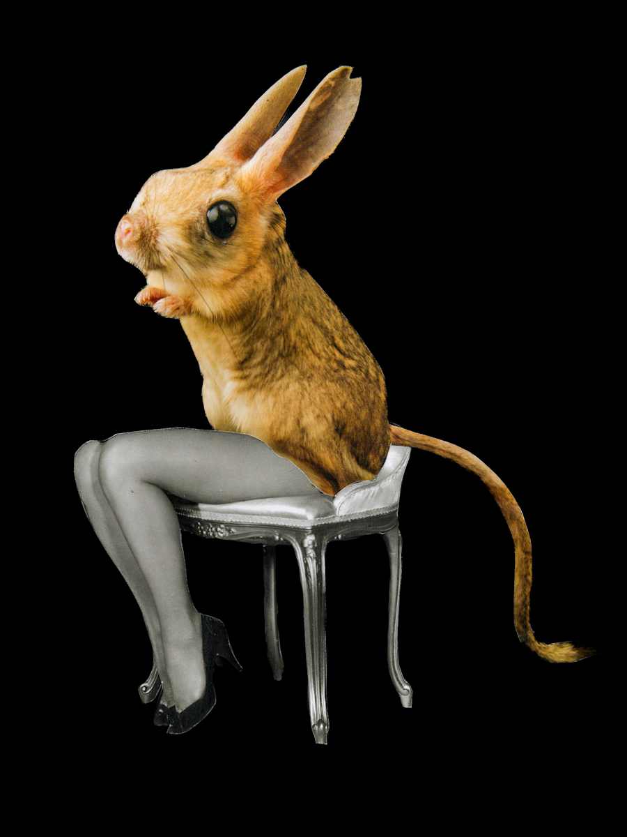 Legs 5 - Gerboa by Emily Morgan 