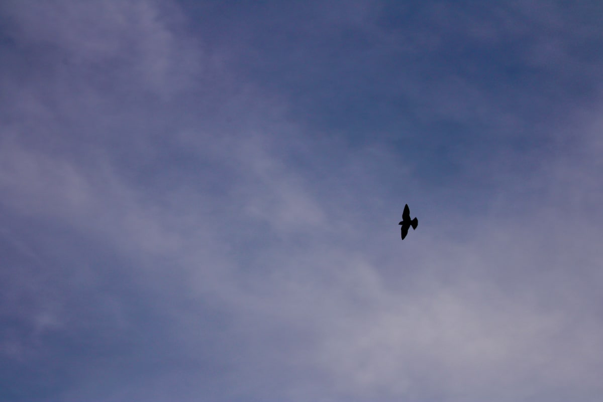 Okekocking Preserve by Cameryn Popiel 