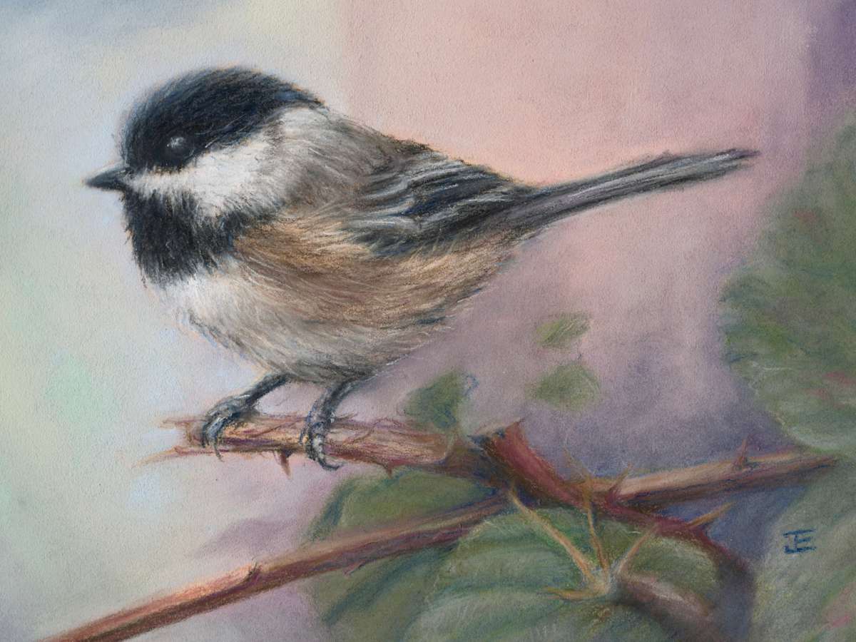 Cheeky Cardinal by Julee Everett  Image: Cheeky Cardinal