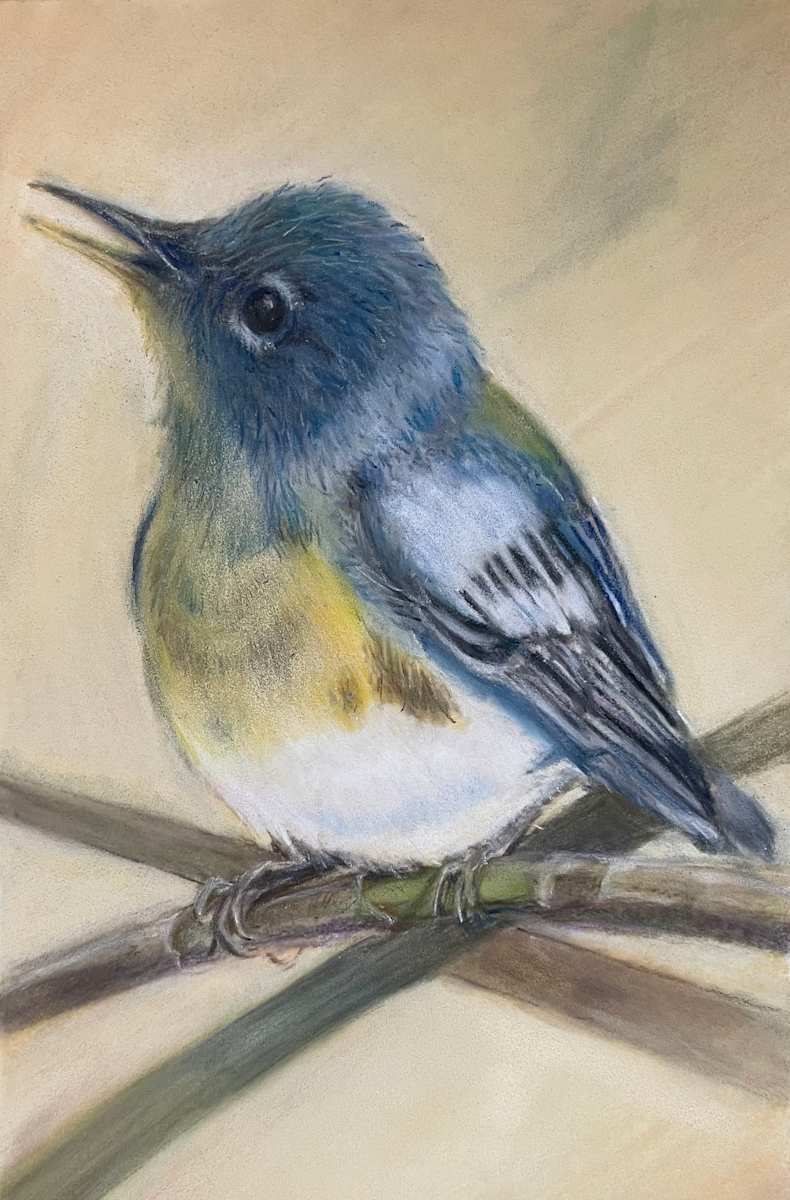 This Song is for You - Northern Parula by Julee Everett  Image: This Song is for You - Northern Parula