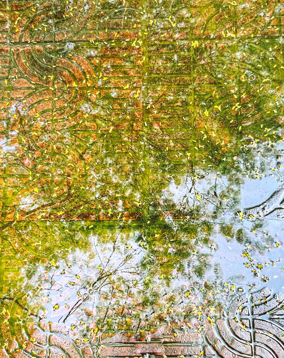 Reflections by Fazeela Morshed, Image 1.