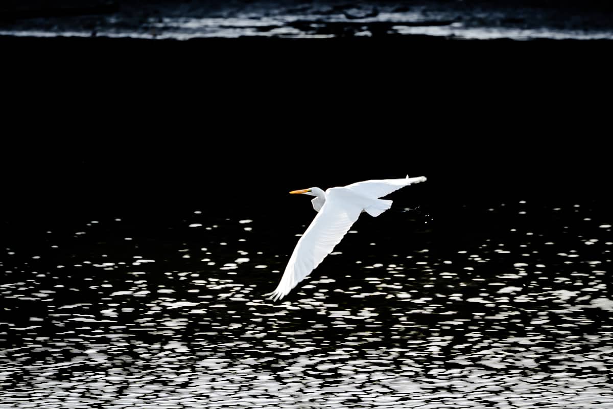 Carried By Light by Teauné Trice, Image 1.