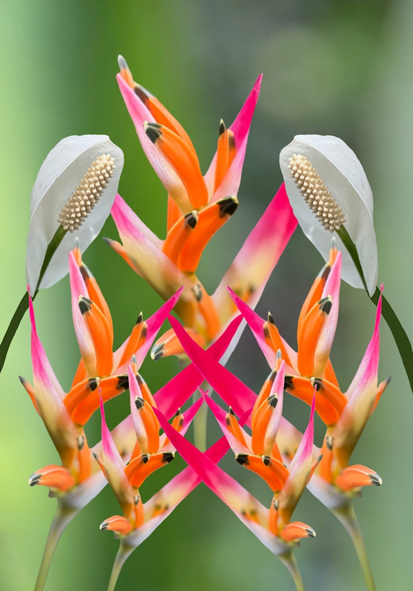 Nature's Gift by Chris Smith, Image 1.