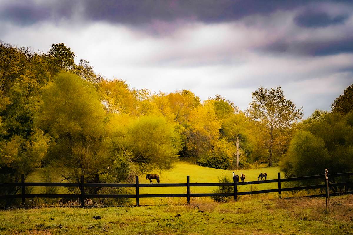 Where Peace Grazes by Teauné Trice, Image 1.