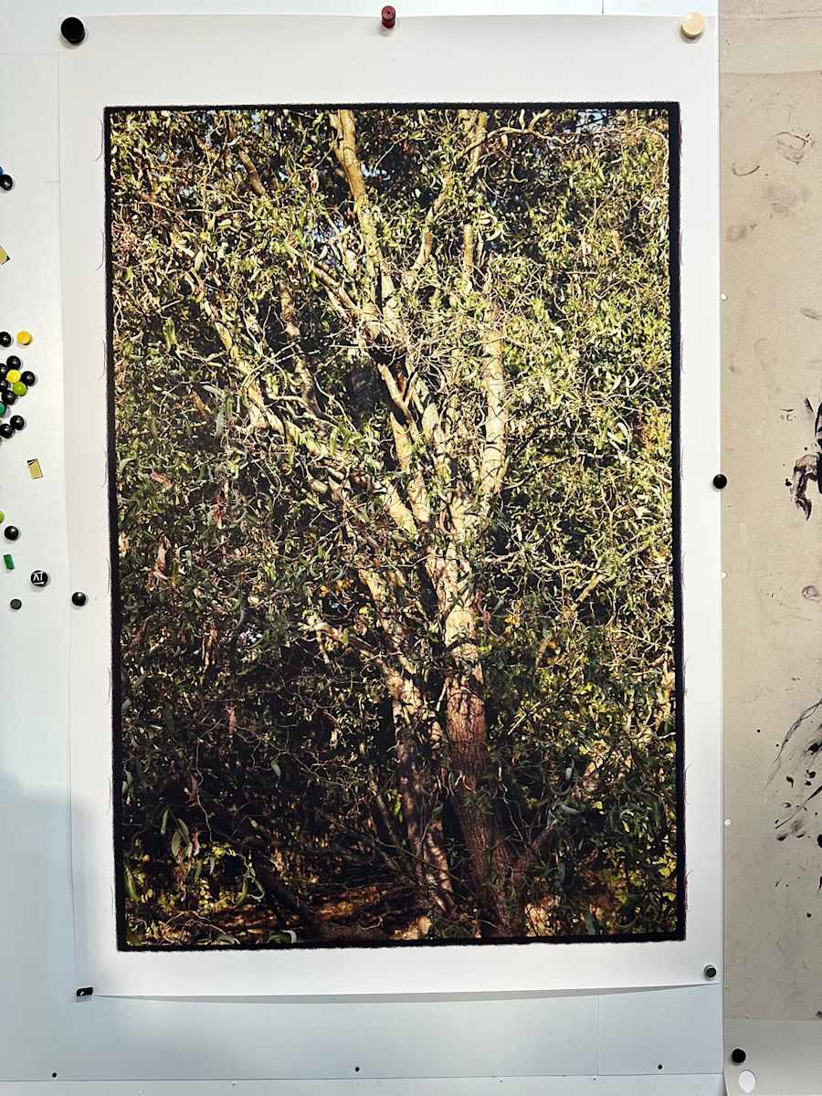 I AM TREE by kerenor, Image 2.