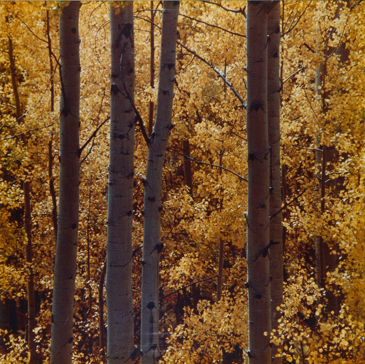 Aspen Forest by James Milmoe 