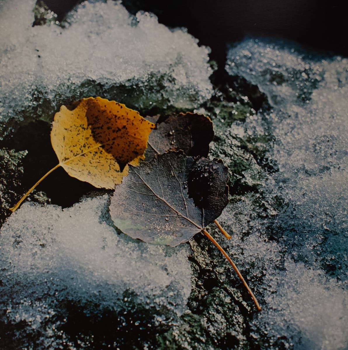 Leaves in Ice by James Milmoe 