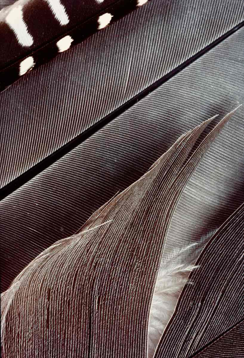 Feathers #25 by Mark Abrahamson, Image 1.