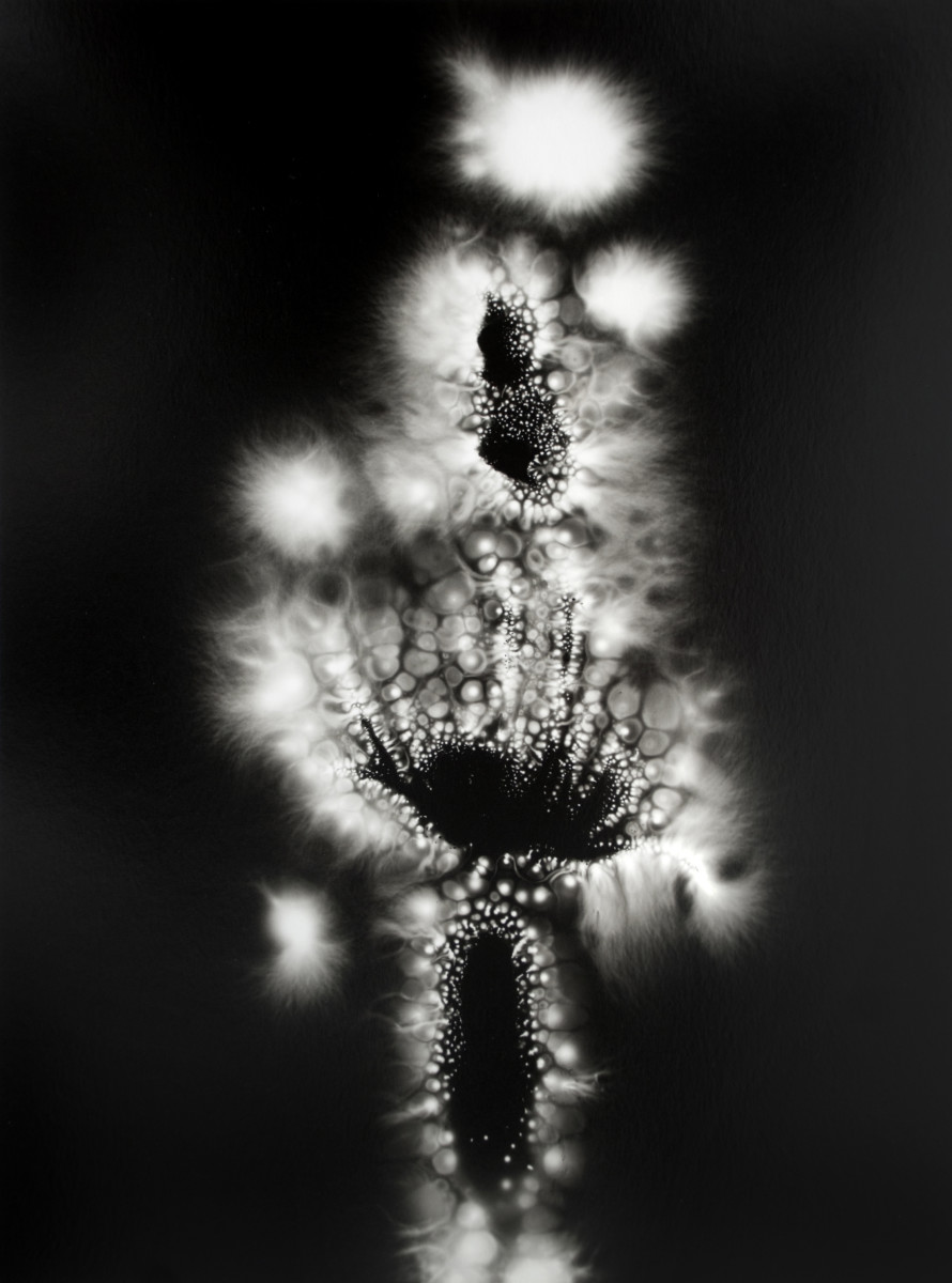 Squash Blossom, Metaflora 9 by Walter Chappell 