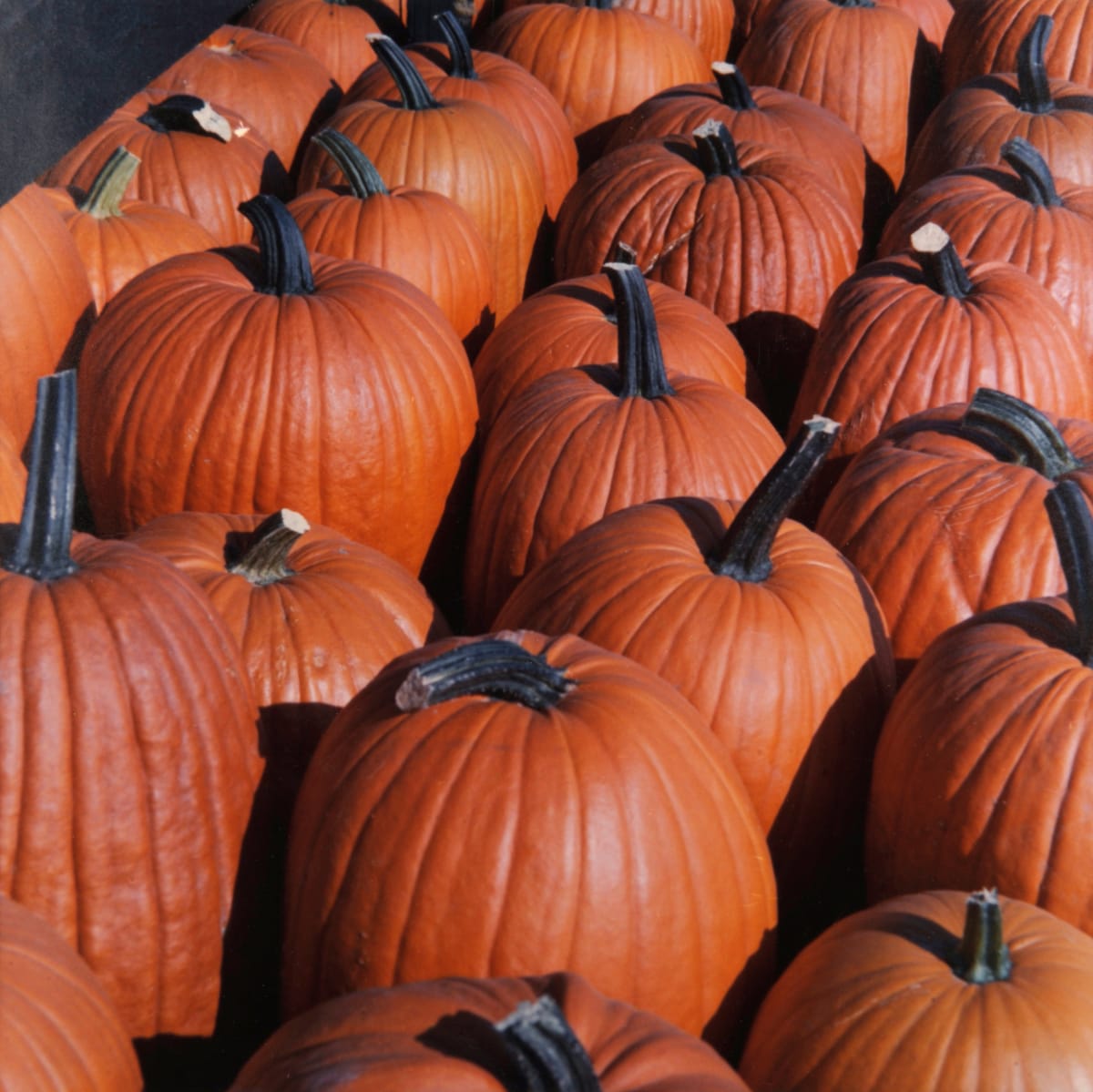 Halloween Harvest by Col. Robert R. Gideon 