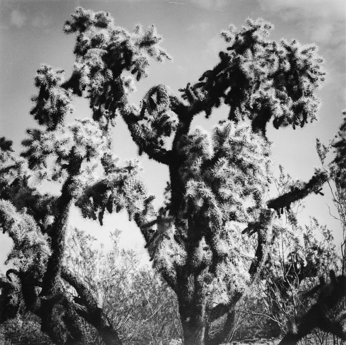 Cactus near Phoenix by Rush J. McCoy 