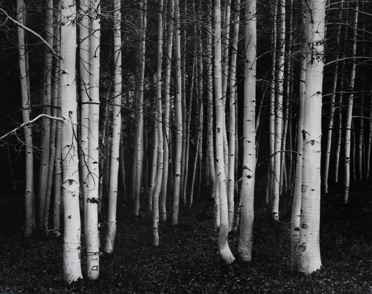 Aspen, Dusk, Conway Summit, California by John  Sexton 