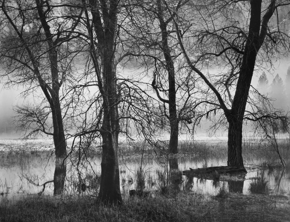 Trees, Valley Fog, Dusk, Yosemite Valley, CA by John  Sexton 