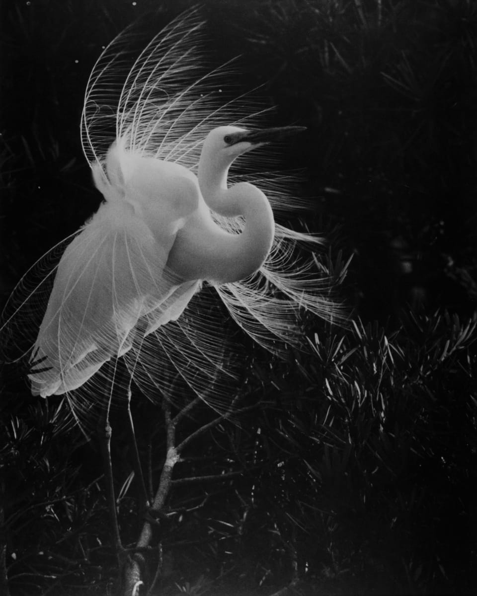 Heron by Tokutaro Tanaka, Image 1.