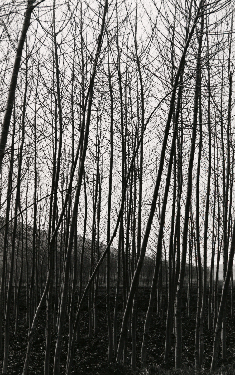 Trees by H. Landshoff  Image: A black and white photograph of a grove of leafless birch trees. 