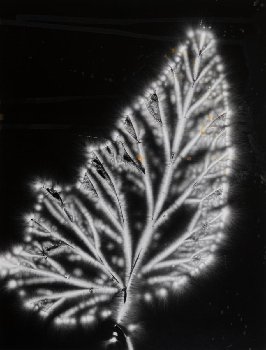 Begonia Leaf by Walter Chappell 