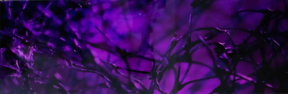 Obstructed Violet by Sarah Richter, Image 1.