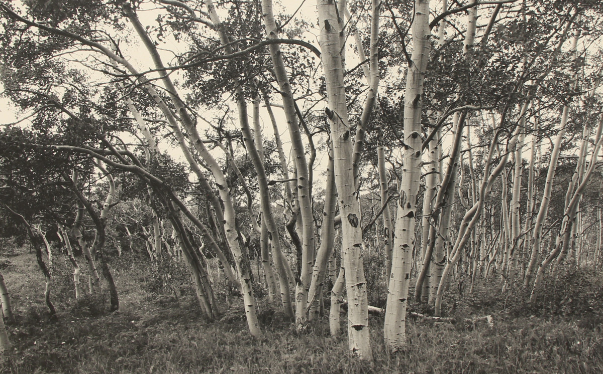 Aspen Grove, Caribou, Colorado by Lee W. Milne 