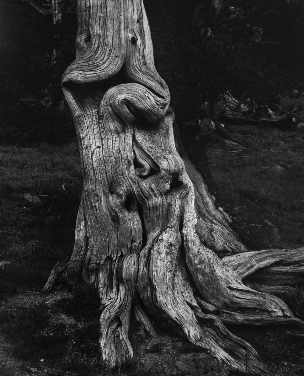 Ming-Dog Tree - Bristle Cone Pine; Mount Goliath, Colorado by Hal Gould 