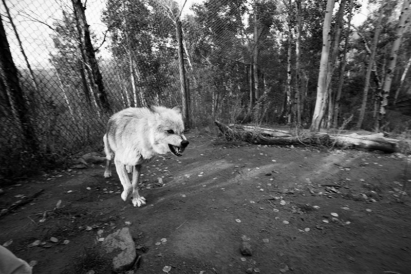 Maggie, Mission: Wolf, Colorado by Mike Whiteley 