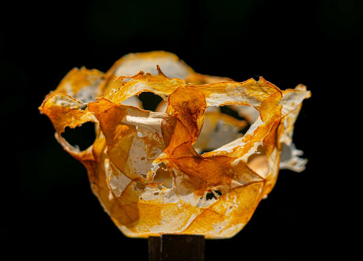 Butternut vessel by Annette Holtkamp, Image 1.