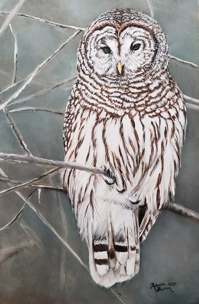 Barred Owl in winter by Rebecca e  Image: Barred Owl