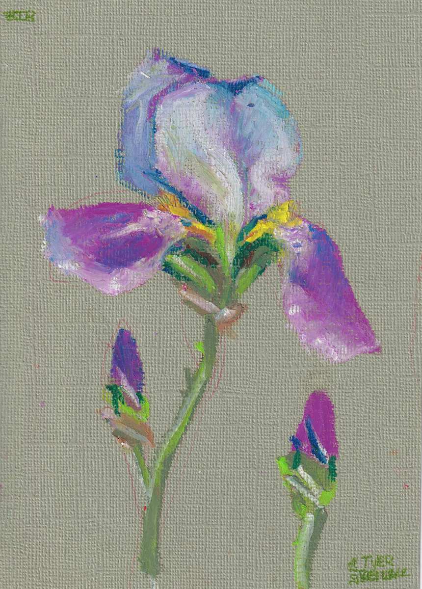 Iris by Tyler b, Image 5.